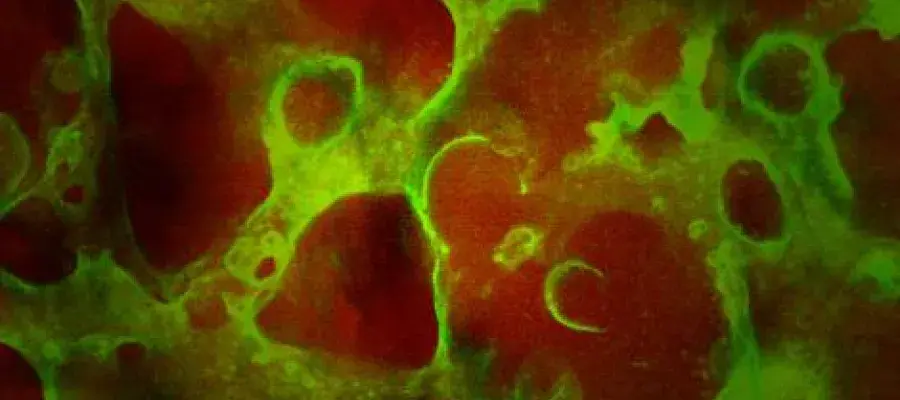 Soft matter microscopic close up image