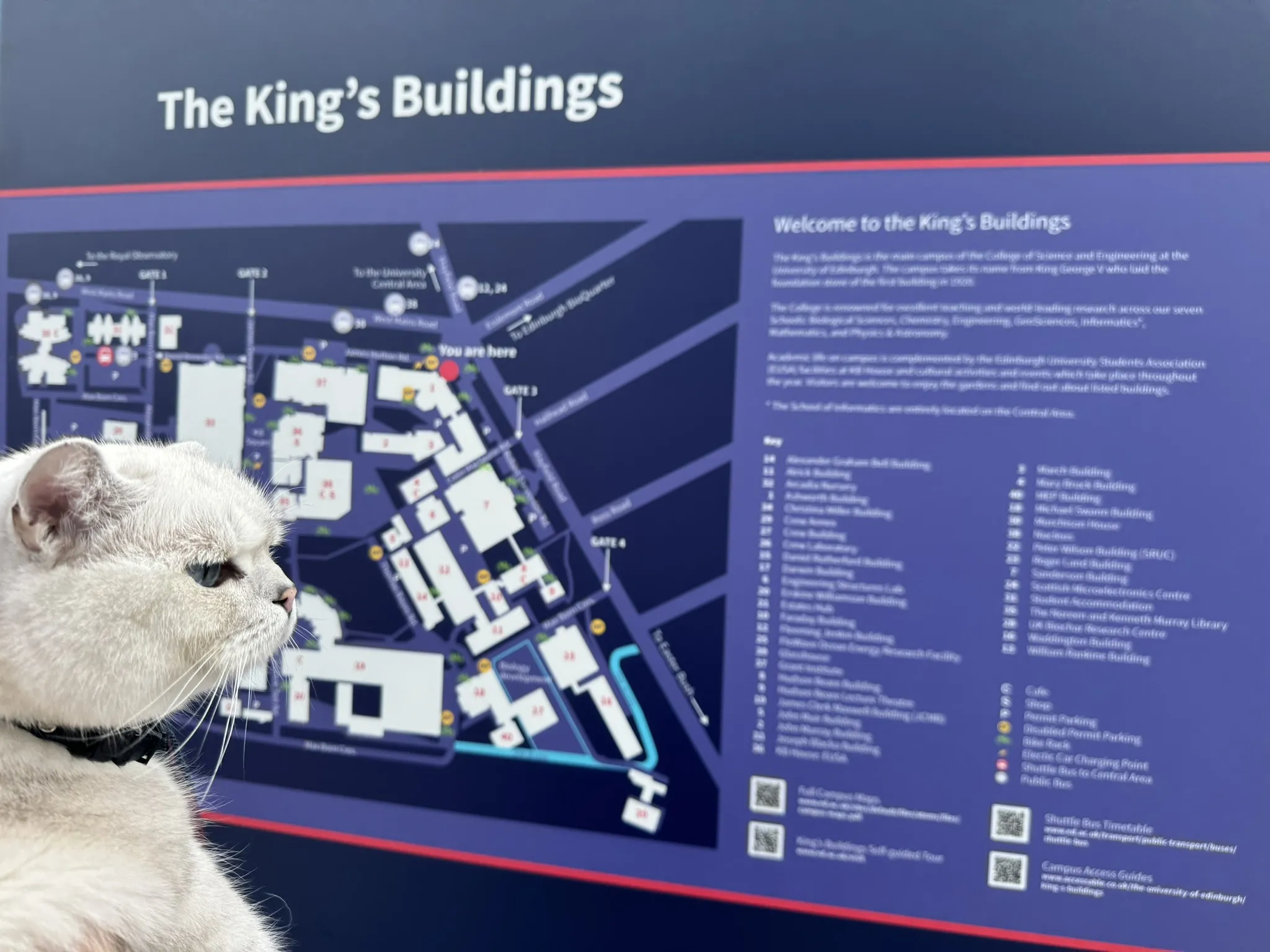 Cat staring at Kings Buildings Map