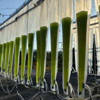 Algae in the desert.