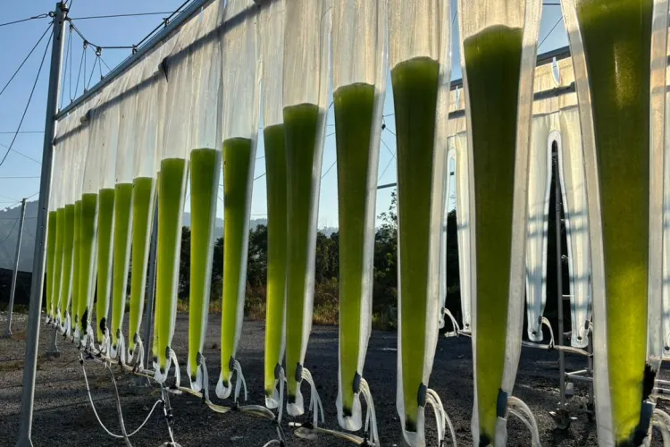 Algae in the desert.