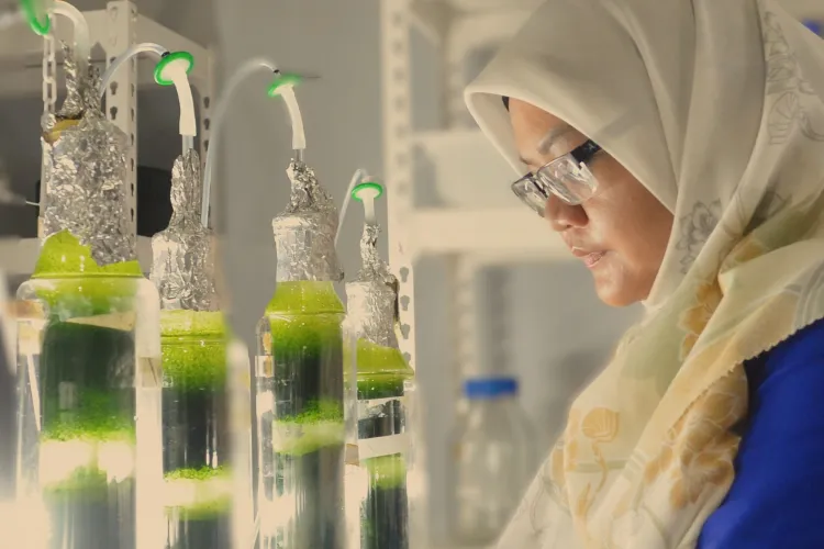 Inspecting algae