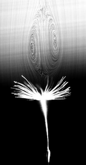 Fluid dynamics of Dandelion flight