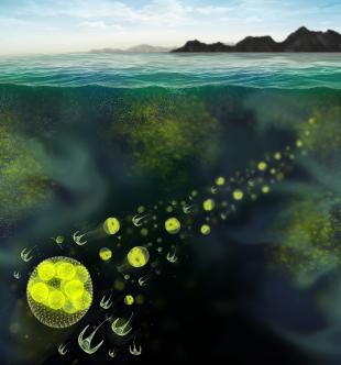 Artist’s view of phytoplankton patchiness [image credit: Mazza]