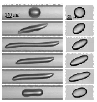 Stefano Guido research: confined and unbounded deformation at the same capillary number
