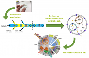 Graphic representation of Bottom-up assembly of multi-compartment synthetic cells